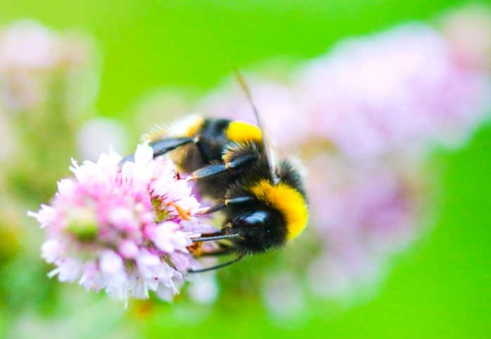 Bumblebee. Image credit: Andres Arce