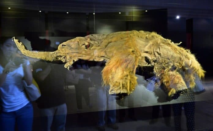 The frozen carcass of a female mammoth on display in Yokohama a few years ago.