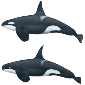 Top: An adult male ‘regular’ killer whale – note the size of the white eye patch, less rounded head and dorsal fin shape. Bottom: An adult male Type D killer whale – note the tiny eye patch, more rounded head, and more narrow, pointed dorsal fin. Illustrations by Uko Gorter.