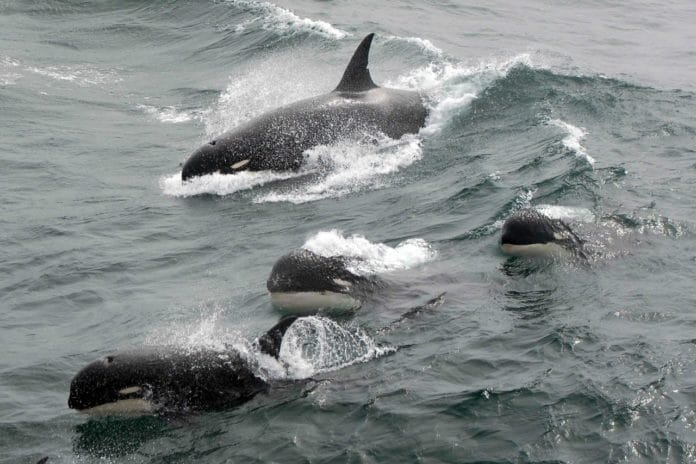 A rare photo of Type D killer whales showing their blunt heads and tiny eyepatches. Credit: J.P. Sylvestre, South Georgia, 2011.