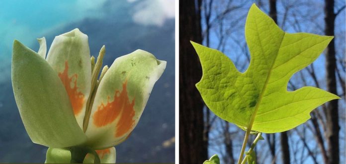 A leaf and flower of tulip-poplar (Liriodendron tulipifera), the tallest documented tree in the eastern US. Fast-growing and productive, this species is important for both forest products and the carbon cycle. Photos: Neil Pederson