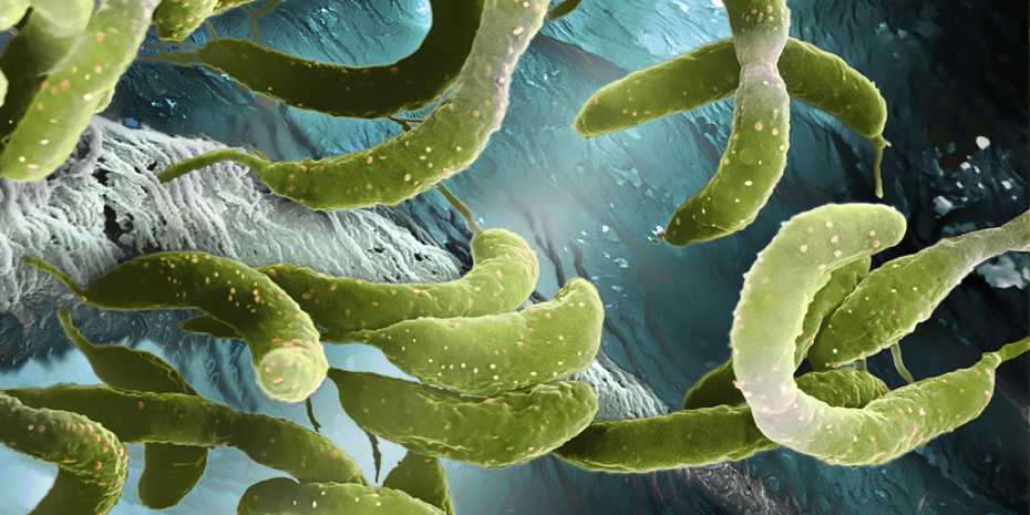 Caulobacter crescentus is a harmless bacterium living in fresh water throughout the world. (Electron microscope image: Science Photo Library / Martin Oeggerli)