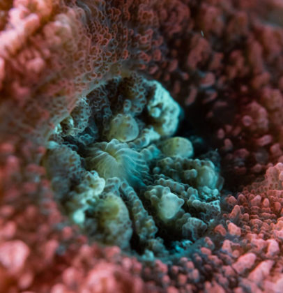 Corallicolids are found in 70 percent of corals around the world. Credit: Patrick Keeling Lab, UBC