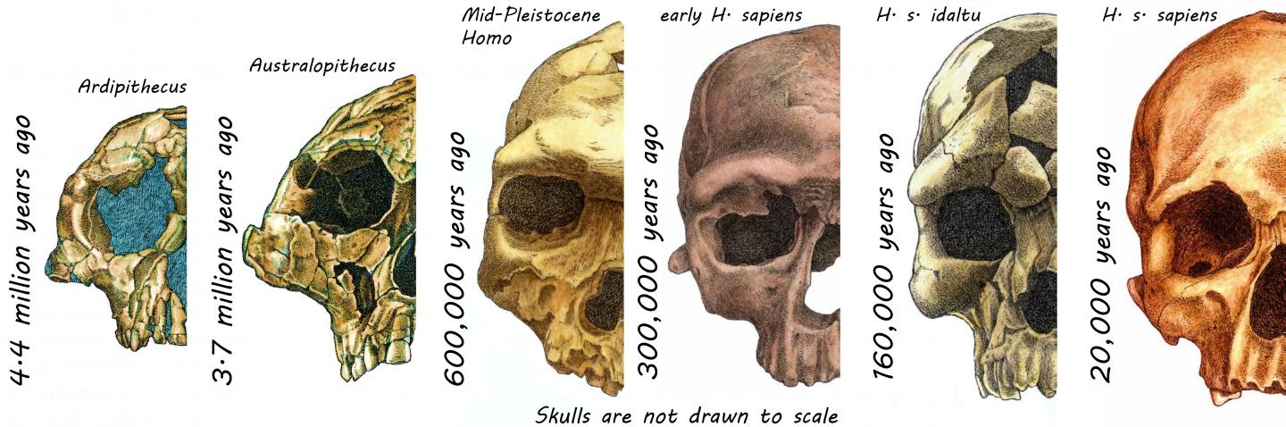 Study reveals the amazing evolution of the human face