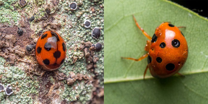 The beetle look alike spider Paraplectana rajashree (credit: Sumukha JN)