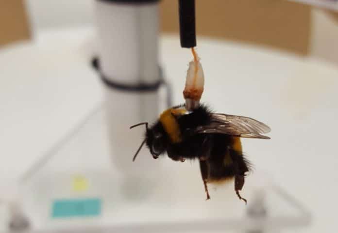 A bee attached to a 'flight mill'