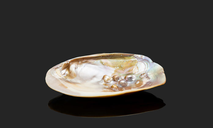 This abalone shell is a natural form of nacre—also known as mother-of-pearl—an exceptionally tough material found in shells and pearls. Rochester biologists have developed an innovative method for creating nacre in the lab—and maybe on the moon. (University of Rochester photo / J. Adam Fenster)