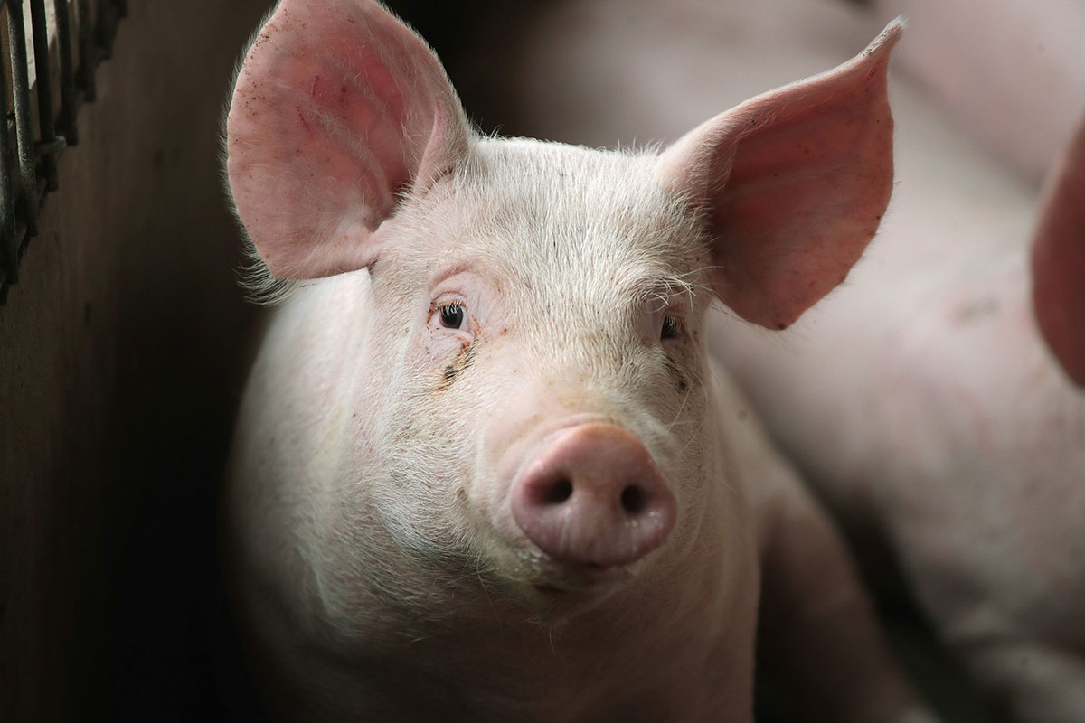 Scientists reanimate useless cells in pigs