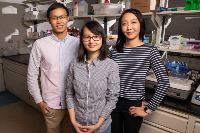 Materials science and engineering professor Qian Chen, center, and graduate students Binbin Luo, left, and Ahyoung Kim find inspiration in biology to help investigate how order emerges from self-assembling building blocks of varying size and shape. Photo by L. Brian Stauffer