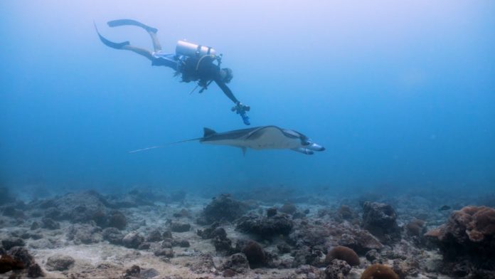 Researchers obtain first ever underwater ultrasound scans of wild reef manta rays