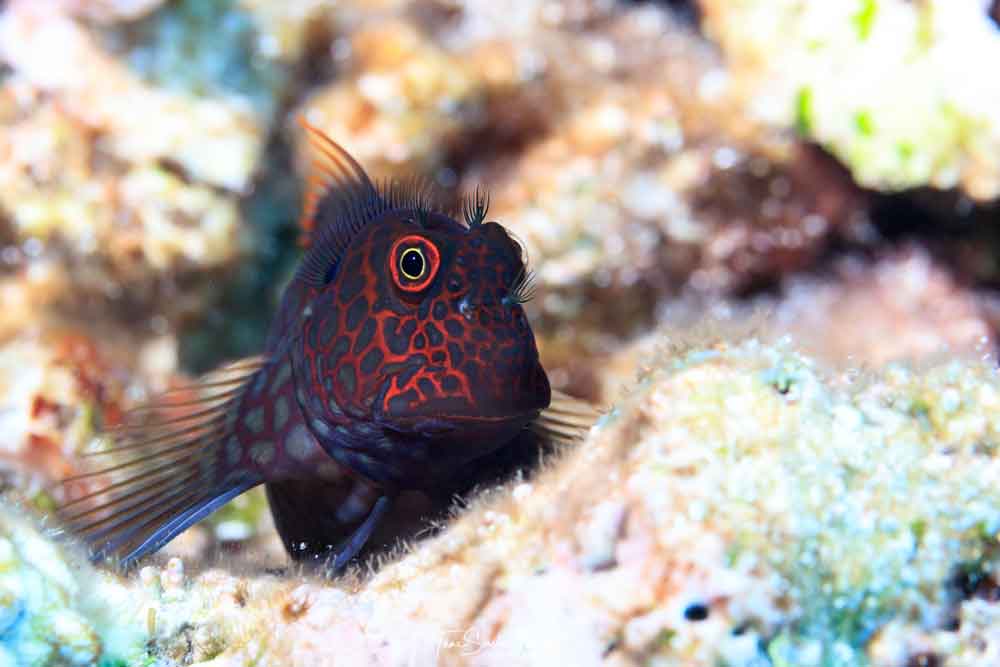 Gobies and blennies, like this redstreaked blenny, underpin coral reef productivity at a great cost: most of these tiny fishes get eaten within several weeks or months, but they are almost immediately replenished by the next generation.Tane Sinclair-Taylor