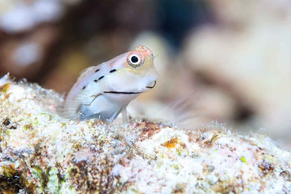 A Great Barrier Reef blenny looks out warily. It is these little fishes that supply over half the fish flesh eaten on coral reefs.Tane Sinclair-Taylor