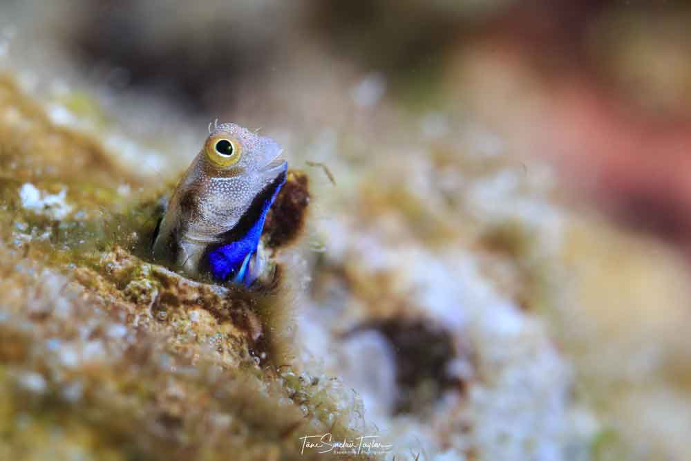 Most bottom-dwelling fish try to avoid predation through hiding or camouflage. This colorful bluebelly blenny fish scans its surroundings with its head sticking out of its hole.Tane Sinclair-Taylor