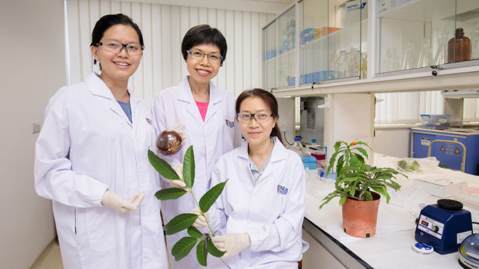 A research team from the National University of Singapore, comprising Dr Siew Yin Yin (left), Dr Neo Soek Ying (centre) and Associate Professor Koh Hwee Ling (right), uncovered anticancer properties in six tropical medicinal plants. Credit: National University of Singapore