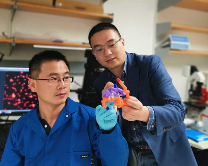 Study authors Jingqiang Wang and Professor Zhen Gu with a model of insulin.