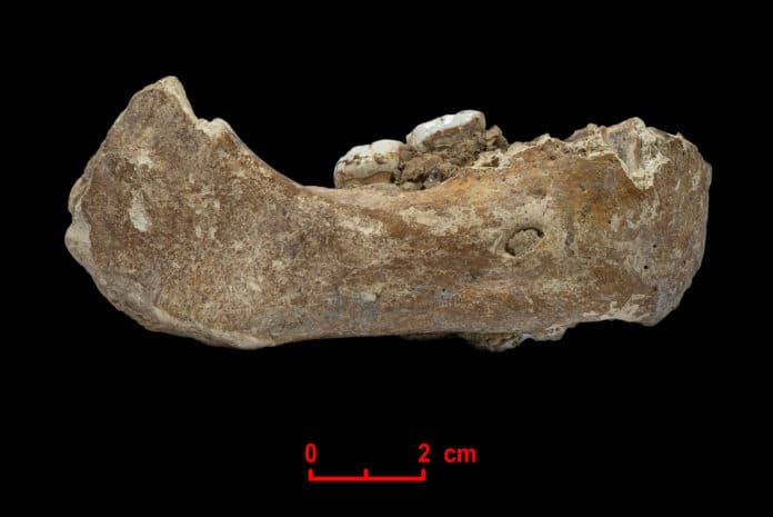 The Xiahe mandible, only represented by its right half, was found in 1980 in Baishiya Karst Cave. © Dongju Zhang, Lanzhou University