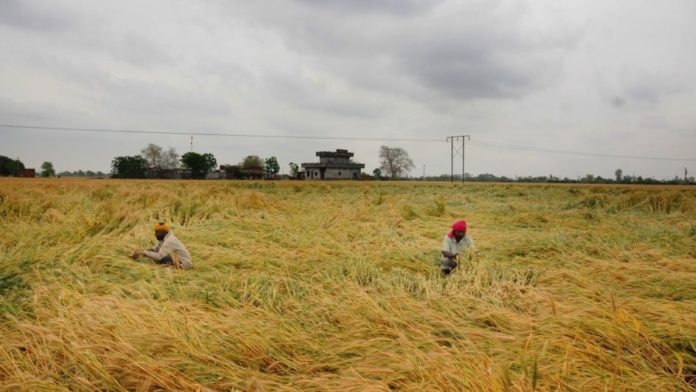Farmers inspect their crop at a field, on the outskirts of Amritsar on April 17, 2019. (IANS)