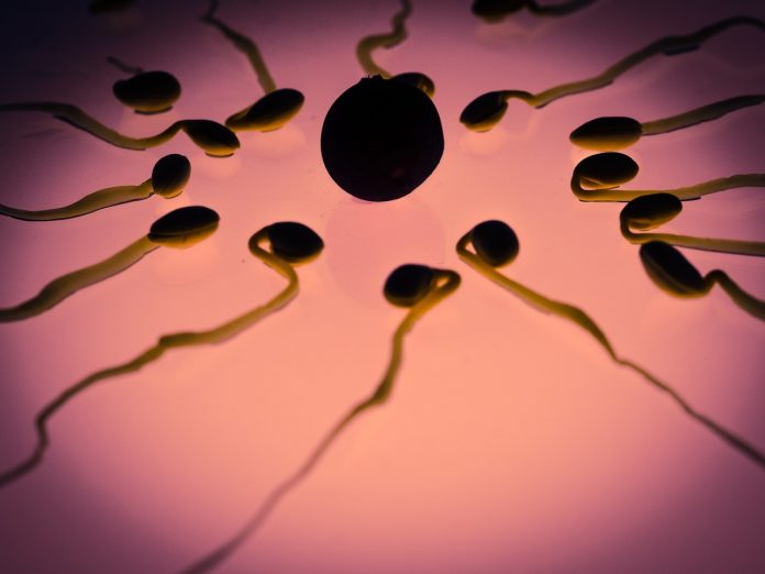 Pregnancy stress linked to lower sperm count in male offspring