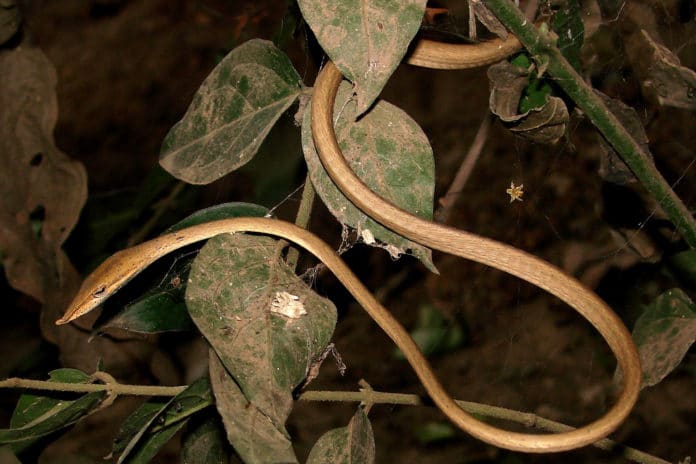 Found: new vine snake species after a gap 113 years
