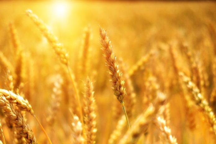 Wheat varieties susceptible to new strains of yellow rust fungus: study