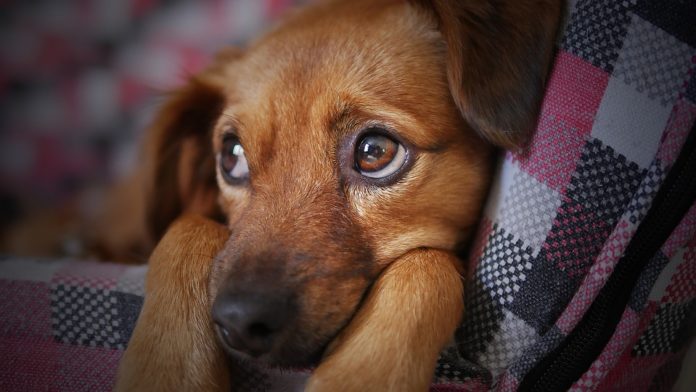 You may be stressing out your dog