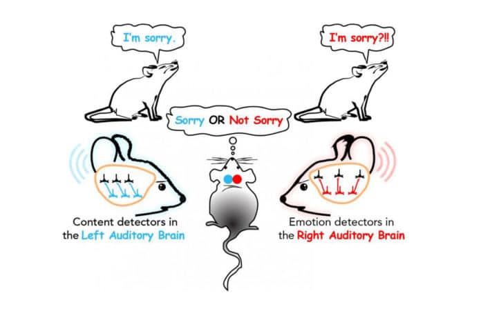 Understanding differences between the left and right auditory processing centers' wiring diagram and sensitivity to tone sequences in the mouse brain are providing clues to specializations for processing speech. Such mapping could be useful in sorting out the potential miswiring at the root of neurodevelopment communication disorders like autism and schizophrenia.