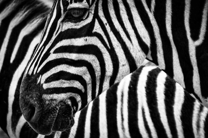 Zebras' stripes are used to control body temperature