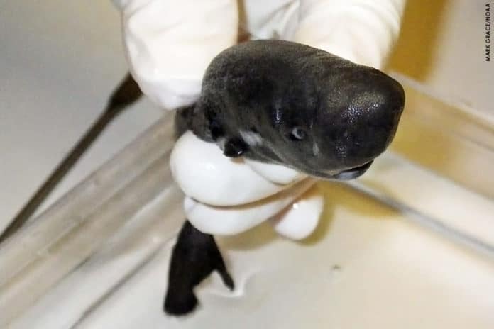The newly identified American Pocket Shark was first discovered in the Gulf of Mexico in 2010. (Photo by Tulane researcher Mark Doosey)