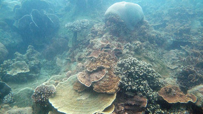 NUS marine scientists found that coral species in Singapore’s sedimented and turbid waters are unlikely to be impacted by accelerating sea-level rise.