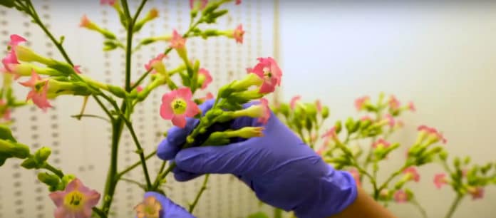 Designer plants one step closer to growing low-cost medical, industrial proteins
