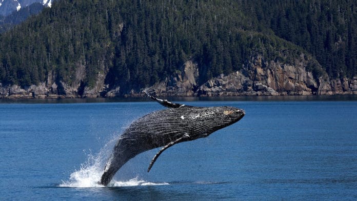 Humpback Whales/ Image Credit: Pixabay