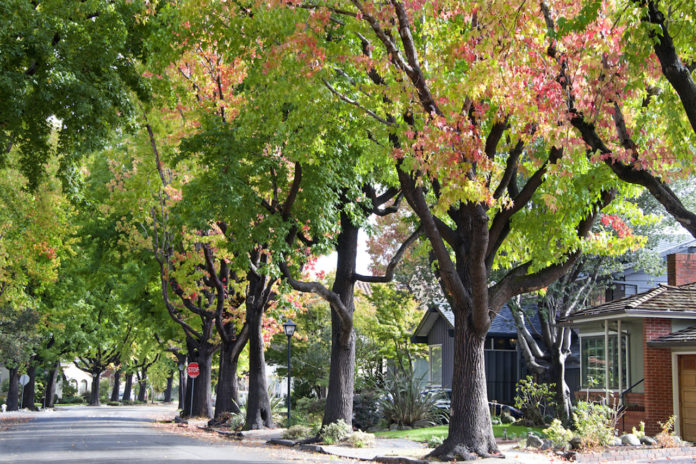 Seeing greenery in your neighborhood is associated with reduced cravings