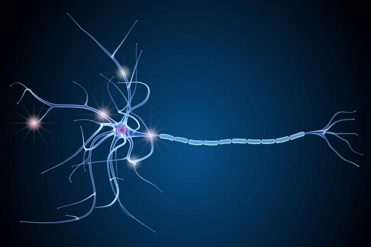 The death of nerve cells (depicted here) causes disability in MS.