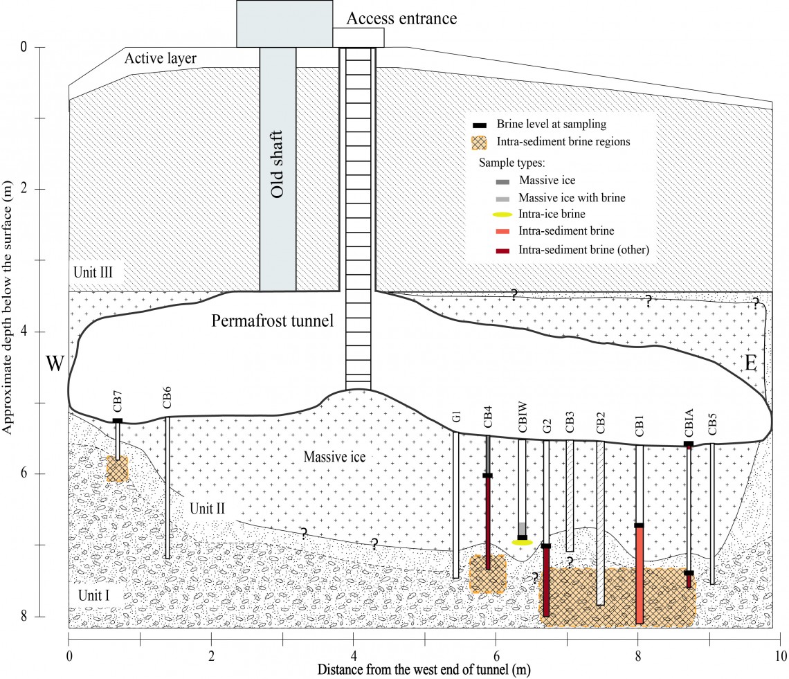 A schematic of the study site, which consists of a tunnel, excavated from a massive ice formation in the permafrost, and accessed through a narrow vertical opening. Researchers then drill below the tunnel floor to reach the cryopeg layer with its saline liquid (bottom hatched area).Shelly Carpenter/University of Washington