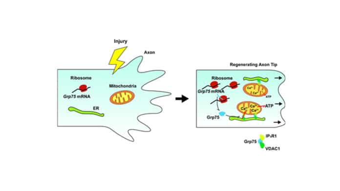 Overexpression of Grp75 Promotes Axon Regeneration.
