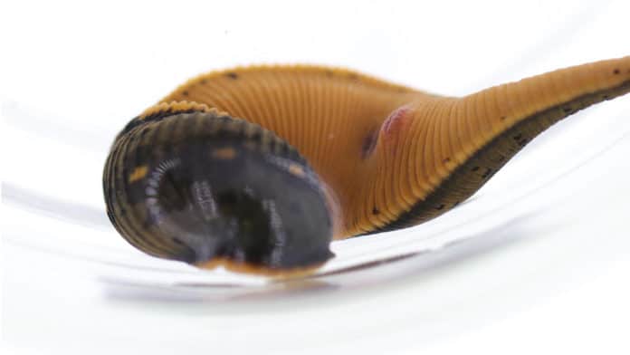 Macrobdella mimicus, the first new species of medicinal leech discovered in over 40 years. Image Credit: Smithsonian