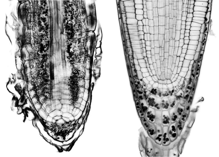 Specific distribution of amyloplasts filled with starch granules (black dots) in the root of the fern C. richardii (left) and the seed and flowering plant A. thaliana (right). In the fern, the amyloplasts are present both above and within the root tip, while in the gymnosperm and other seed plants they completely sediment to gather at the very bottom of the root tip. © IST Austria – Yuzhou Zhang/Friml Group