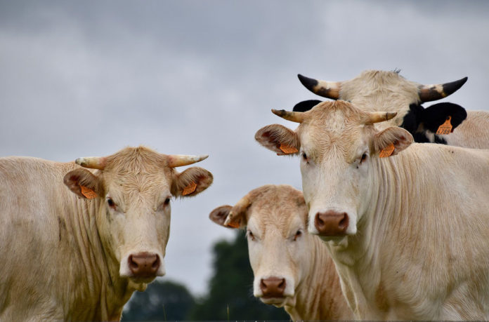 New insight into bacterial infections found in the noses of healthy cattle