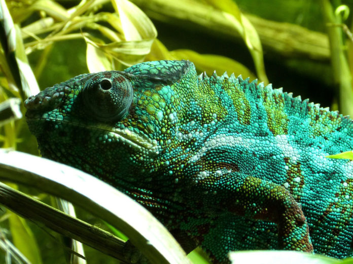 New artificial chameleon skin changes color when exposed to light