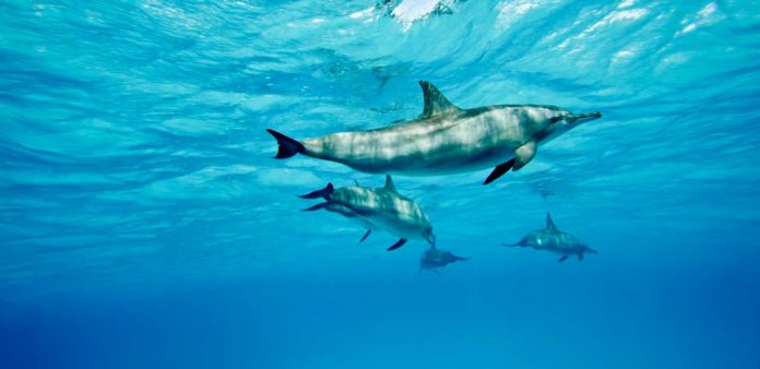 Determining dolphins' age using epigenetics