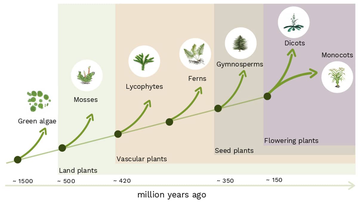 The evolution of land plants (simplified). Around 500 million years ago land plants started to spread from water to land. © IST Austria