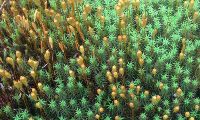 An image of moss