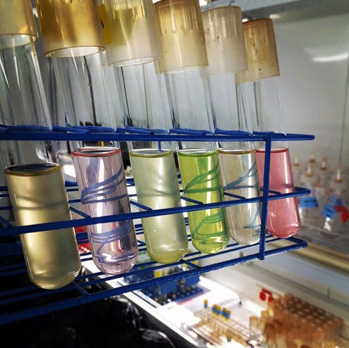 In the Seattle lab, the team cultured 36 species of marine microbes and then tested their ability to produce sulfonates. Each phytoplankton type has its own unique set of pigments that absorb and reflect different wavelengths of light, creating the range of colors in the test tubes.Bryndan Durham/University of Washington