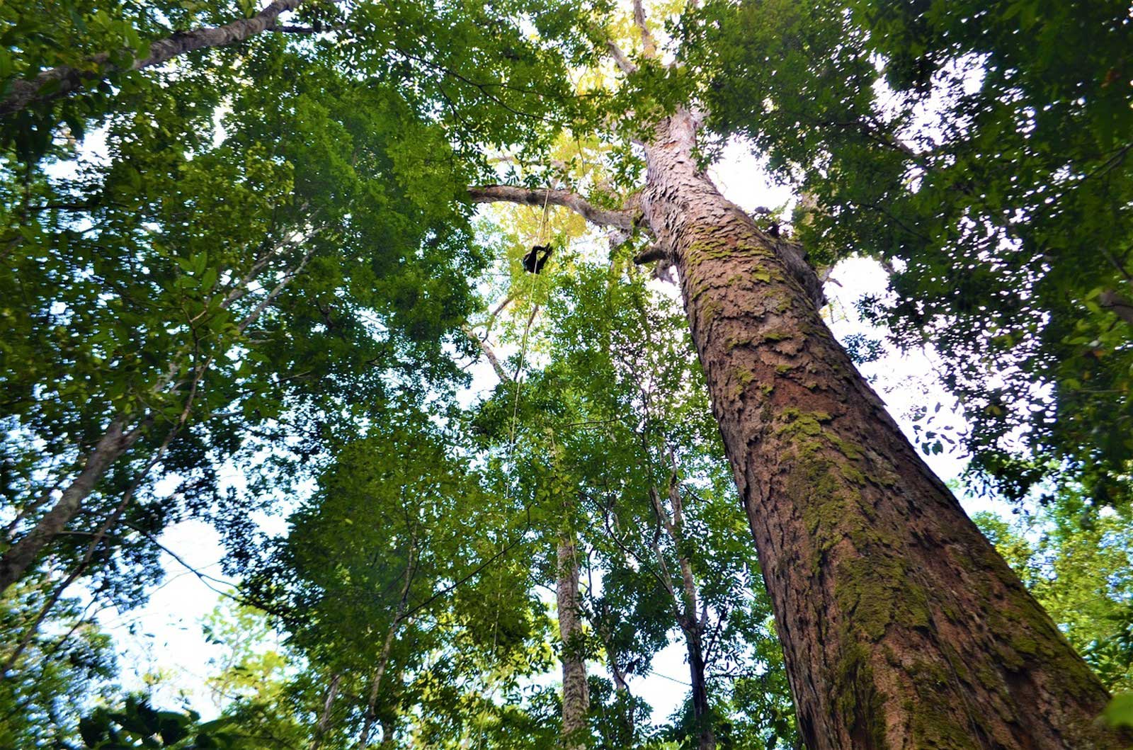 Scientists Located The Tallest Tree In Amazon Forest Tech Explorist