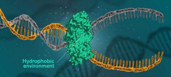 For DNA to be read, replicated or repaired, DNA molecules must open themselves. This happens when the cells use a catalytic protein to create a hydrophobic environment around the molecule. CREDIT Illustration: Yen Strandqvist/Chalmers University of Technology