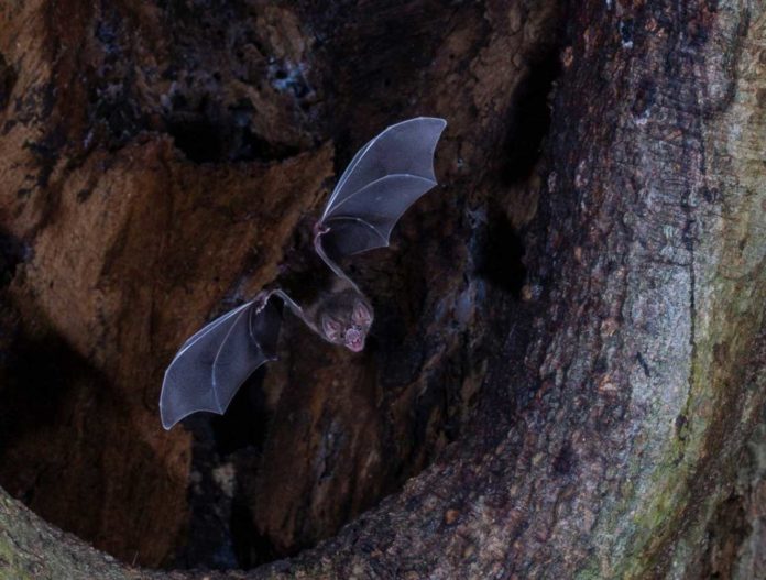 A common vampire bat (Desmodus rotundus) in Lamani, Belize, exiting its tree roost to search for its breakfast of mammalian blood. Credit: Sean Werle