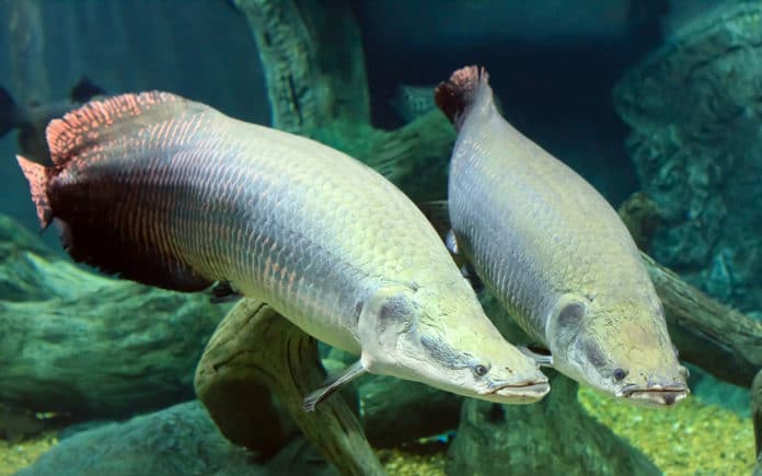 Fish species in amazon are so tough to thwart piranha attack