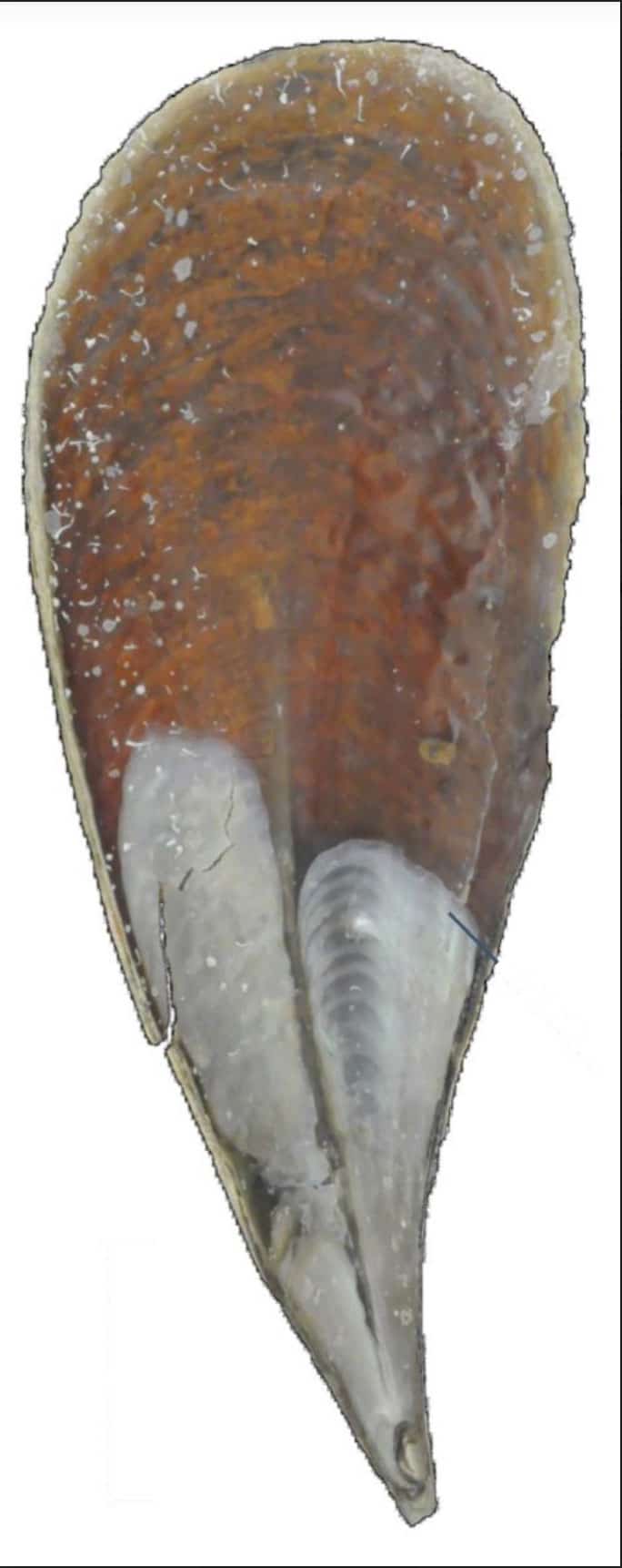 The shell of a fan mussel, or pinna nobilis. Image credit: Hovden Lab