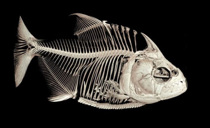 A CT-scanned image of the piranha Serrasalmus medinai. Note the ingested fish fins in its stomach.University of Washington