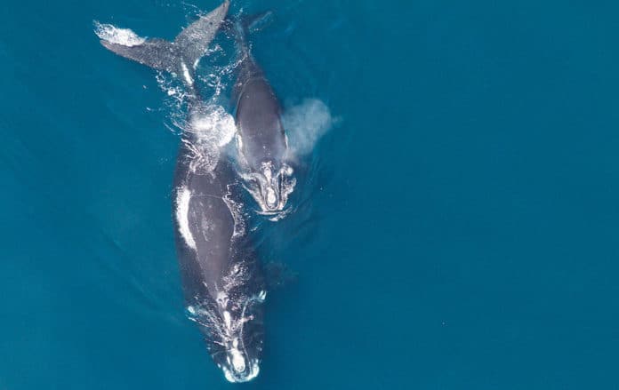 Right whale mothers whisper to their babies to protect them
